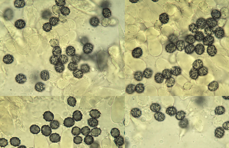 Lactarius mairei spores Lactarius mairei mikro